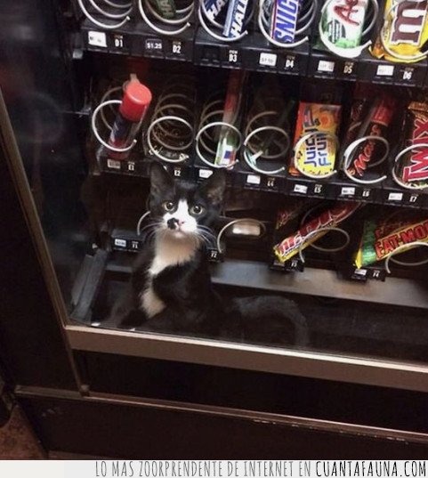 gato,maquina vending