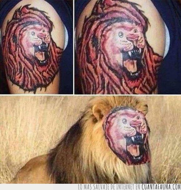 fail,león,tatuaje