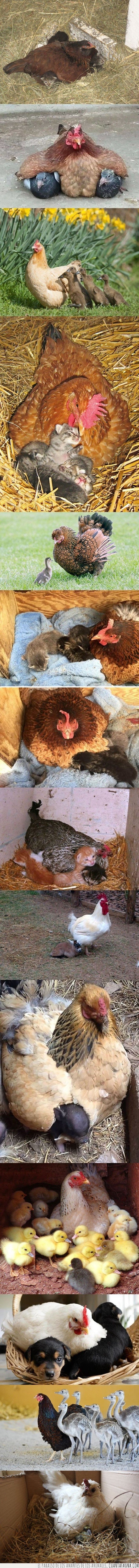 animales,gallinas,madres