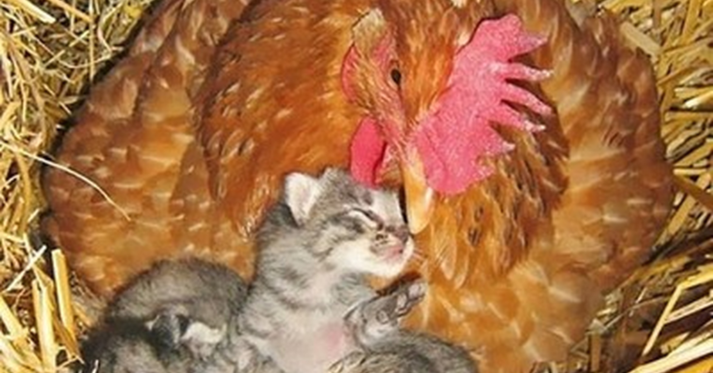 кошечка кушает. куриная котят. котенок и цыпленок. птенцы у кошки. куриная котят.