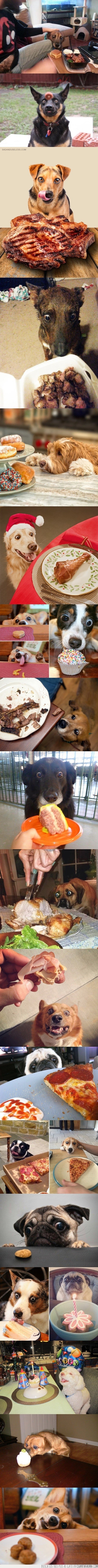 comida,mirando,perros