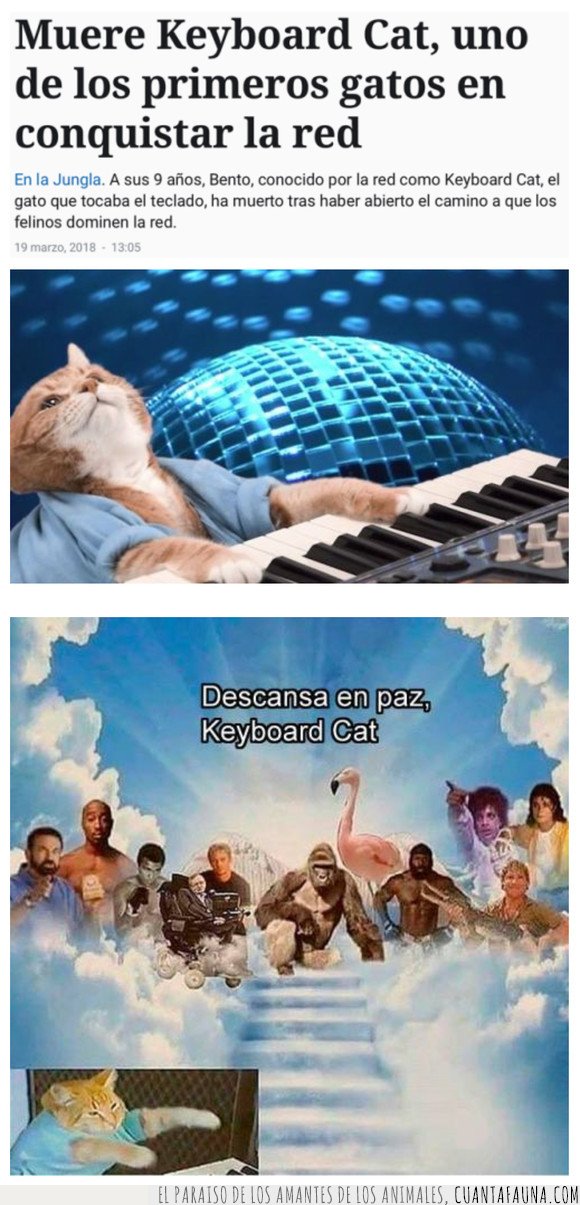 gato,keyboard cat,muerte