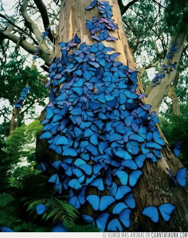 mariposas azules,brasil