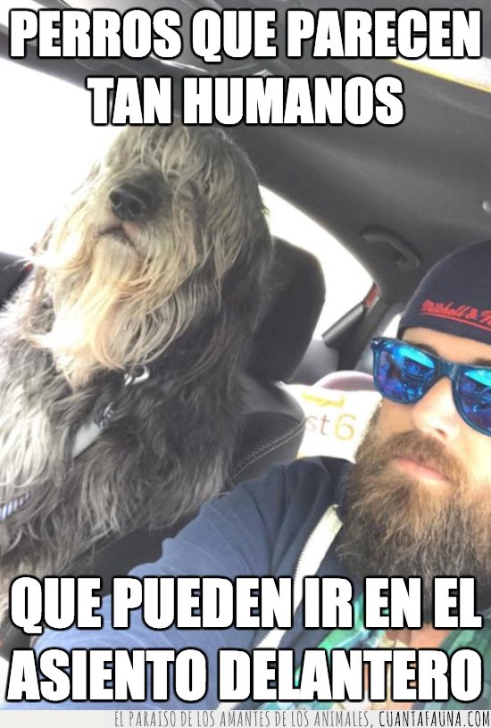 perro,hipster