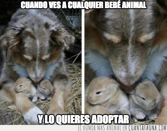 perro,conejo,madre,adopta