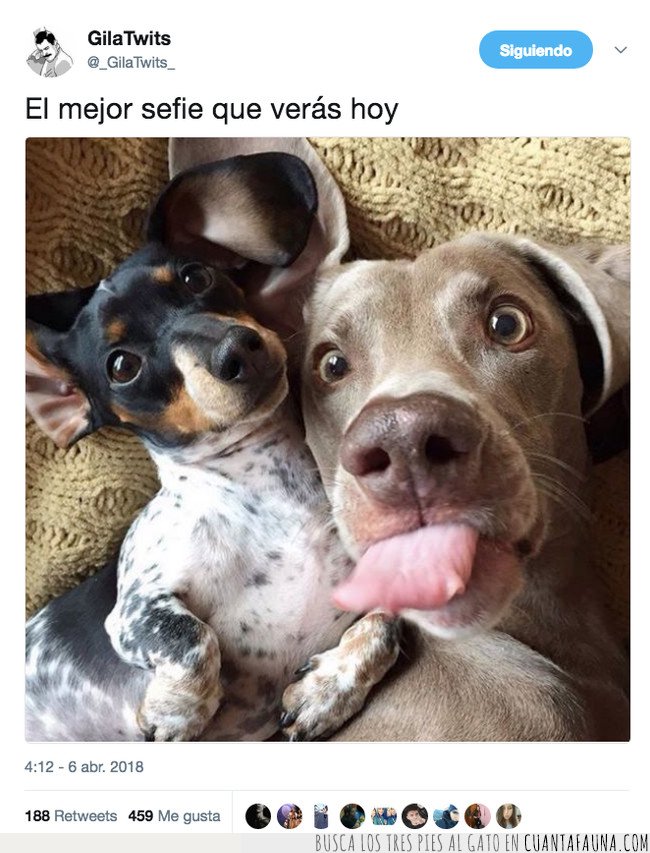 perro,selfie