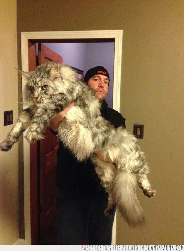 gatos gigantes
