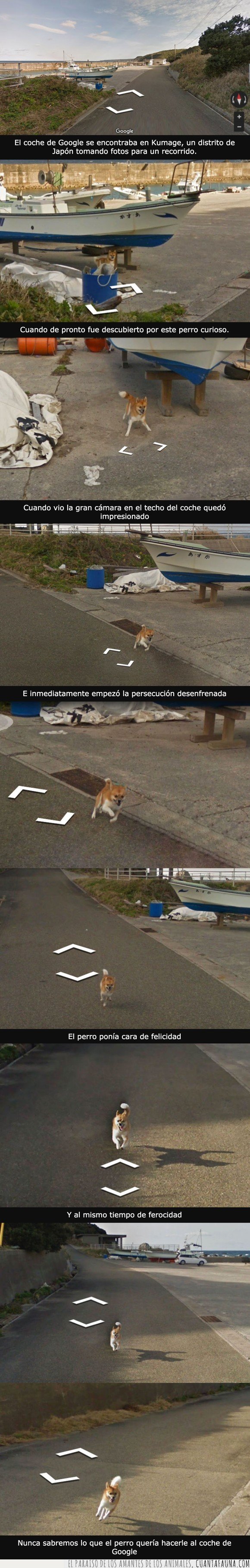 coche,google,perro,street view