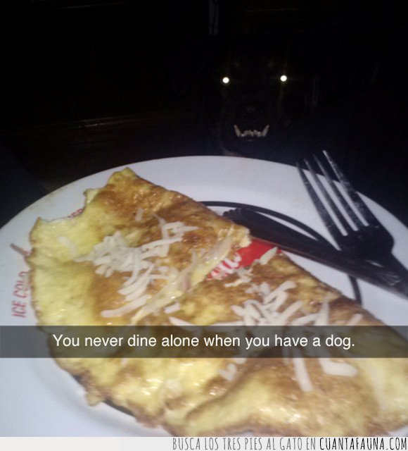 cenar,perro,solo