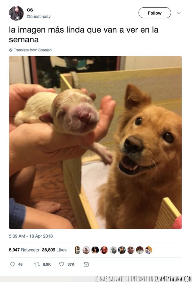 perro,nacer