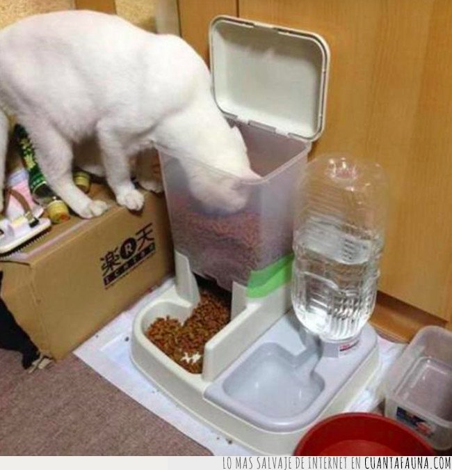 comida,gato