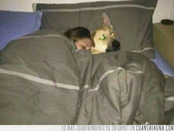 cama,mejor amigo,novia,perro
