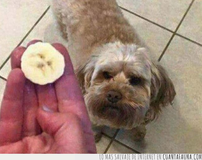 perro,plátano