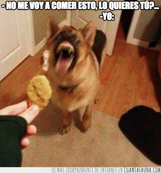 perro,comer,galleta,ansia