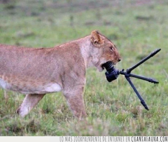 cámara de fotos,león,leona