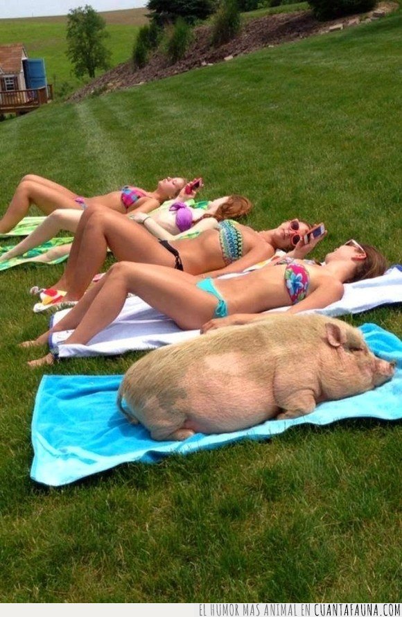 cerdo,operación bikini,tomando el sol