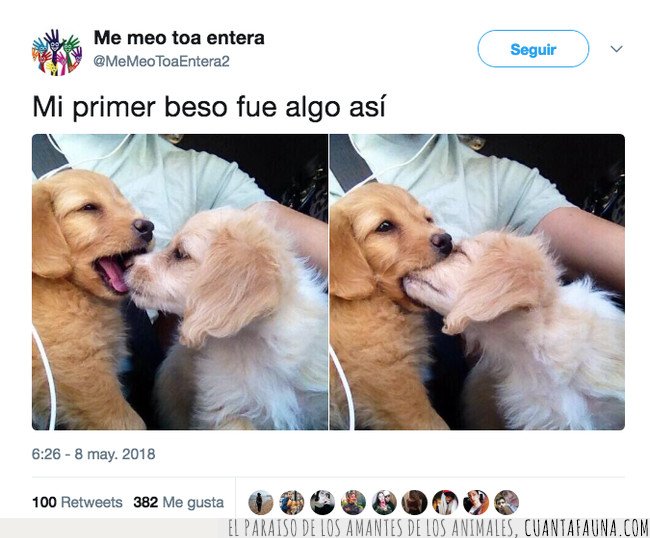 beso,perro
