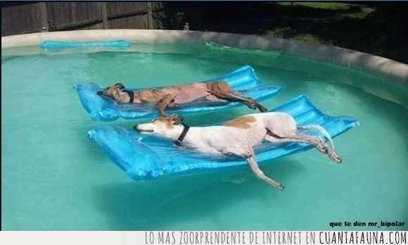 perros,piscina,vida