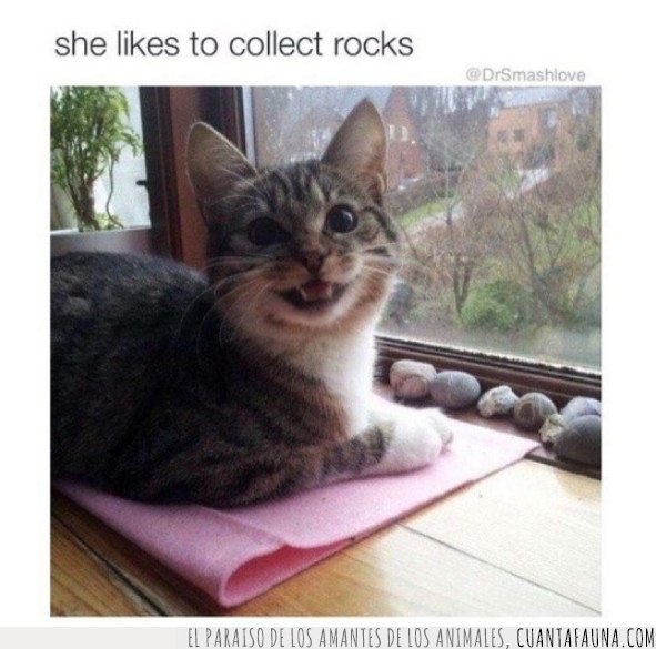 gato,piedra