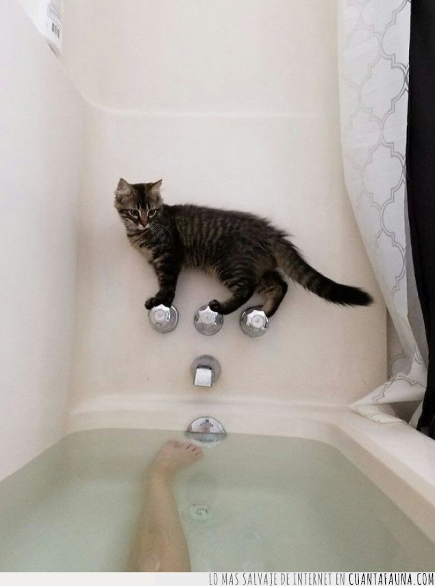 agua,gato