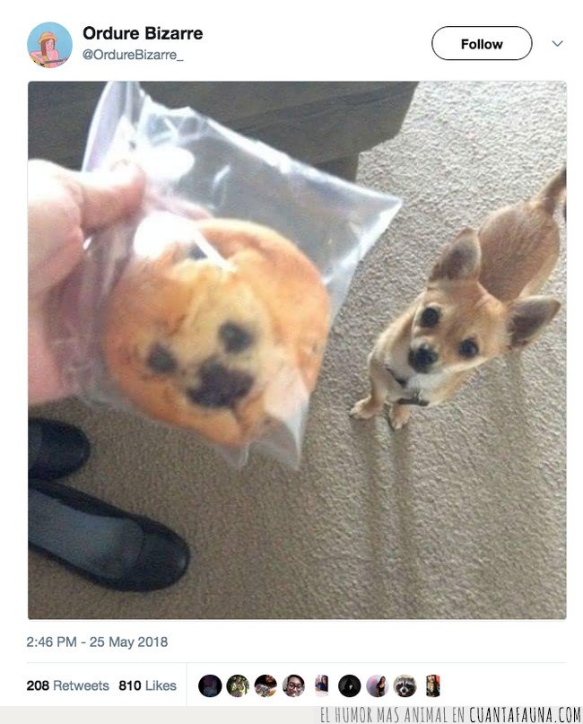 perro galleta