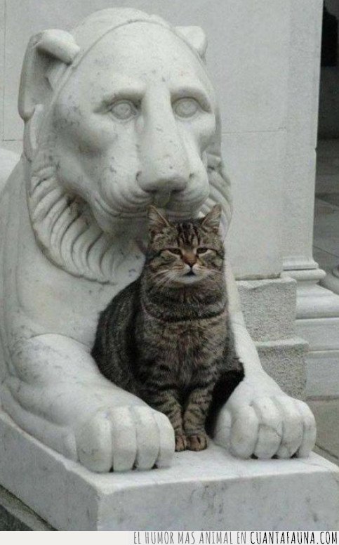 gato,fiero,estatua,leon