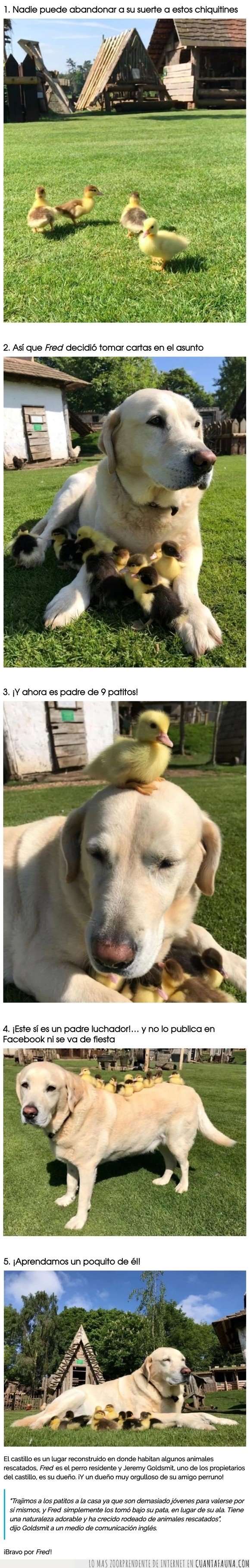 fred,padre,patos,perro