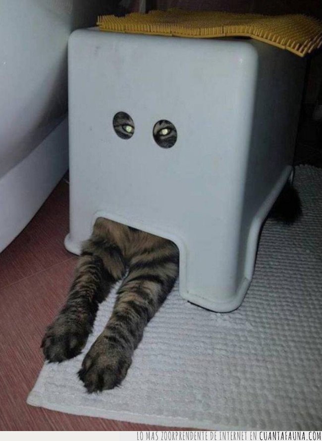 gato,caja