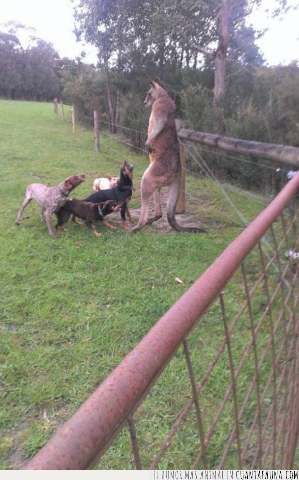 perro,canguro,australia