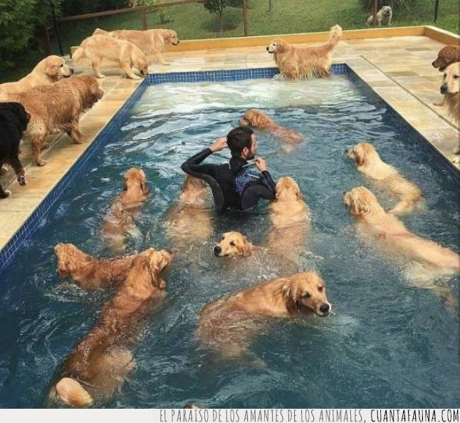 perro,piscina,verano