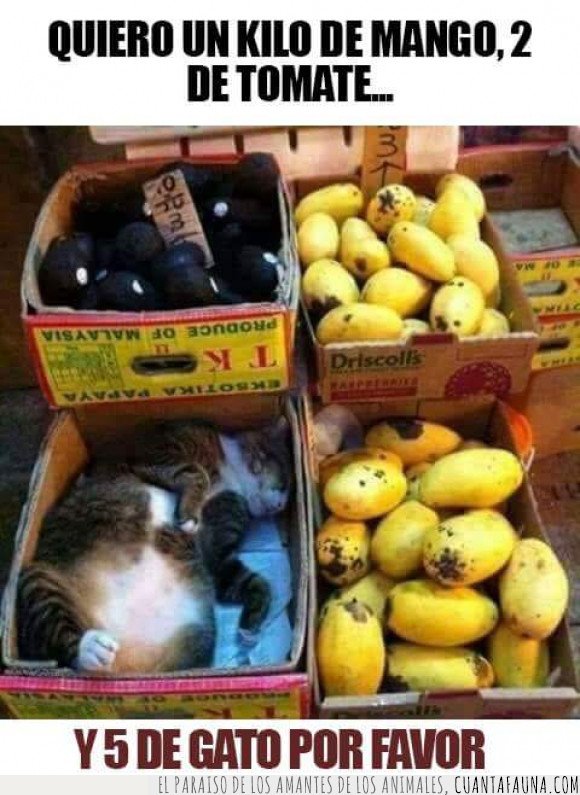 frutas,frutería,gatos