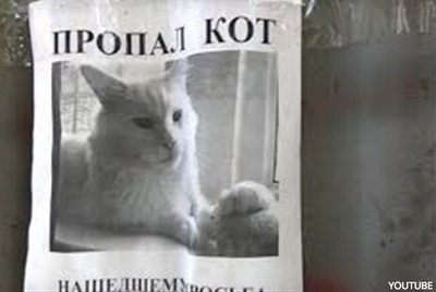 62843 - El gato perdido en el que internet ve una espeluznante ilusión óptica