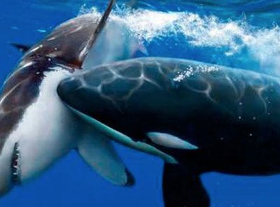 62850 - La ciencia descubre que ballenas y delfines reconocen los gritos asesinos de las orcas