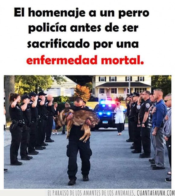 homenaje,perro,policía