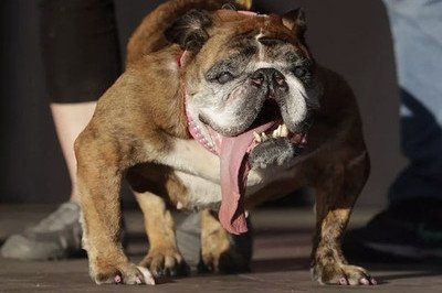 63095 - Conoce al perro más feo del mundo: ¡1500 dólares se ha llevado por serlo!