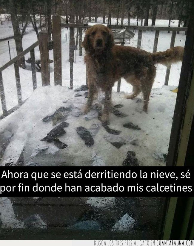 perro,calcetin,nieve