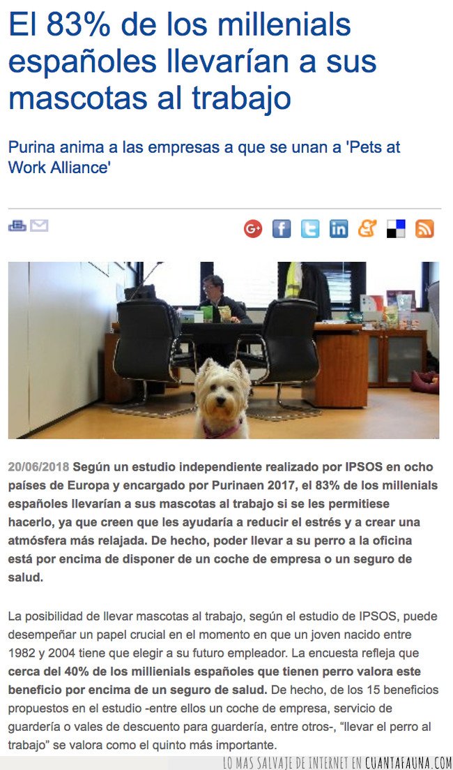 perro,mascota,trabajo