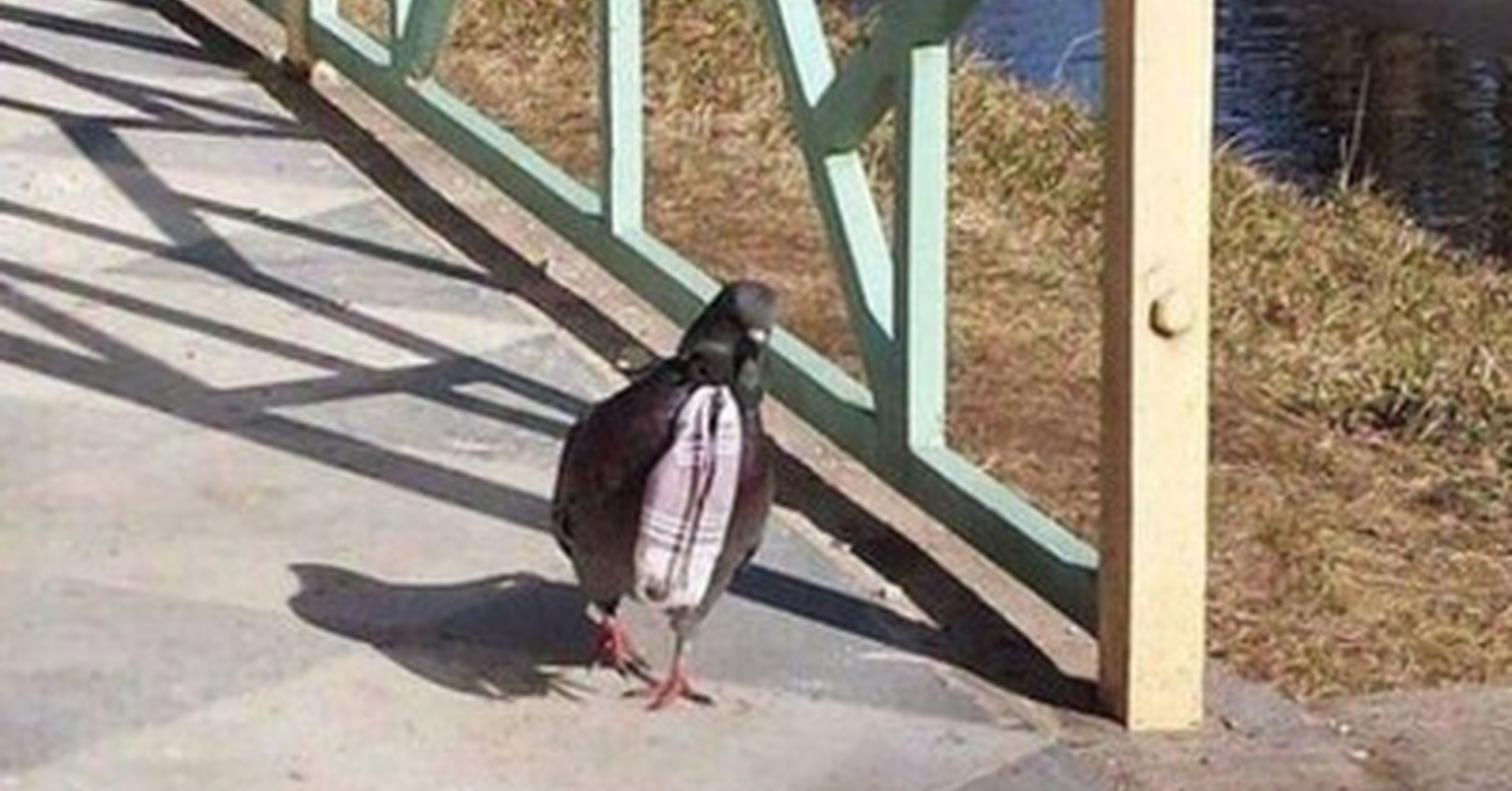 Голубь в шарфе. Картинки наглая. Птица сошла с ума. Гоацин птица птенец. Птица сошла с ума.