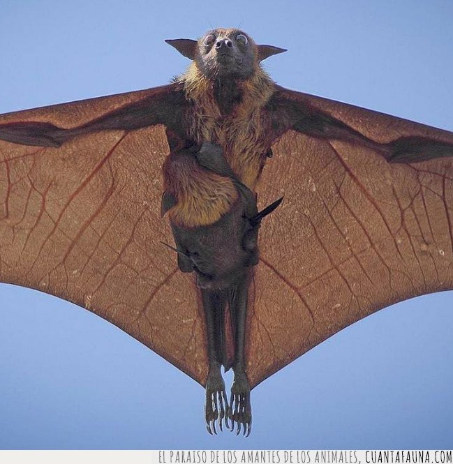 murciélago,zorro volador de la India