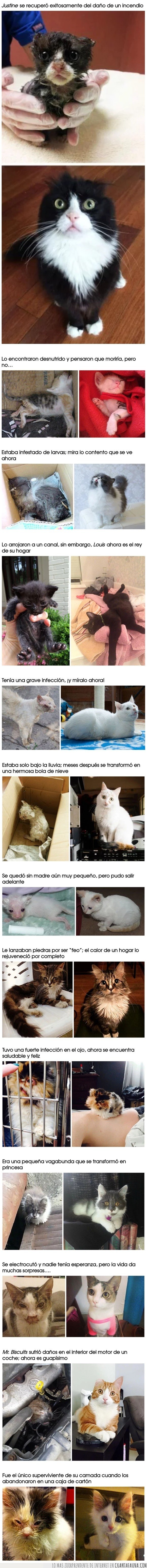 antes,después,gatos,rescatados
