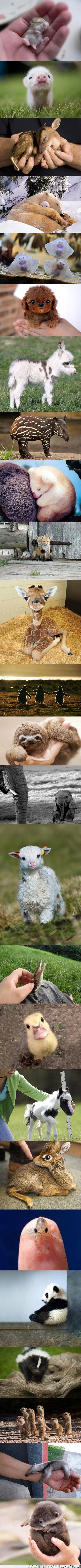 animales,bebe
