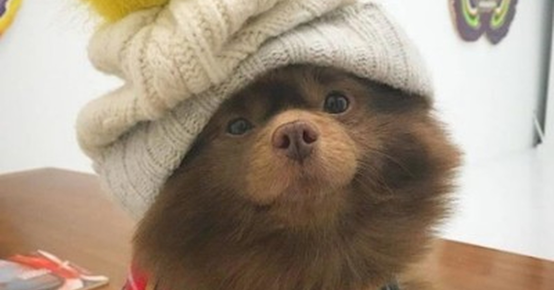 Adorable Pomerania Oso