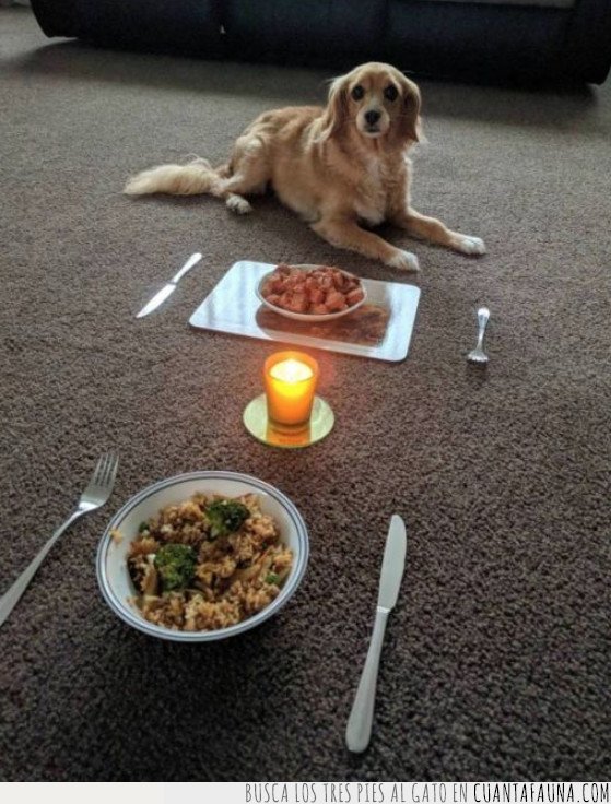 perro,cita,cena
