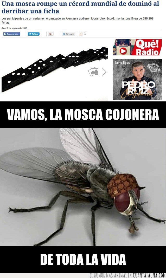 insecto,record