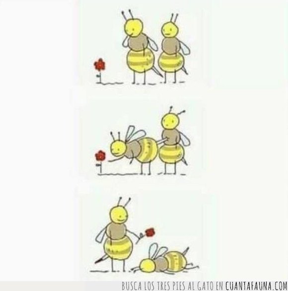 abejas,aguijón,amor,flor