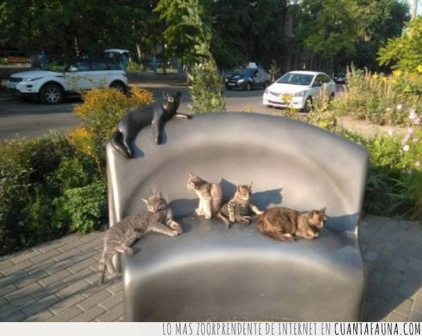 gato,banco,sentarse,civicos
