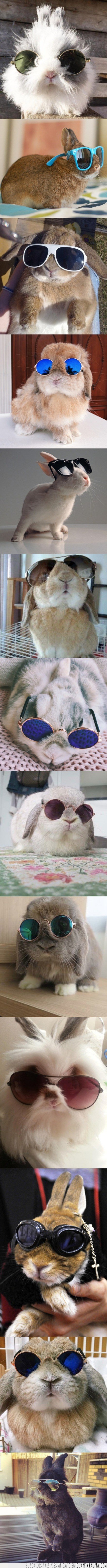 conejos,gafas