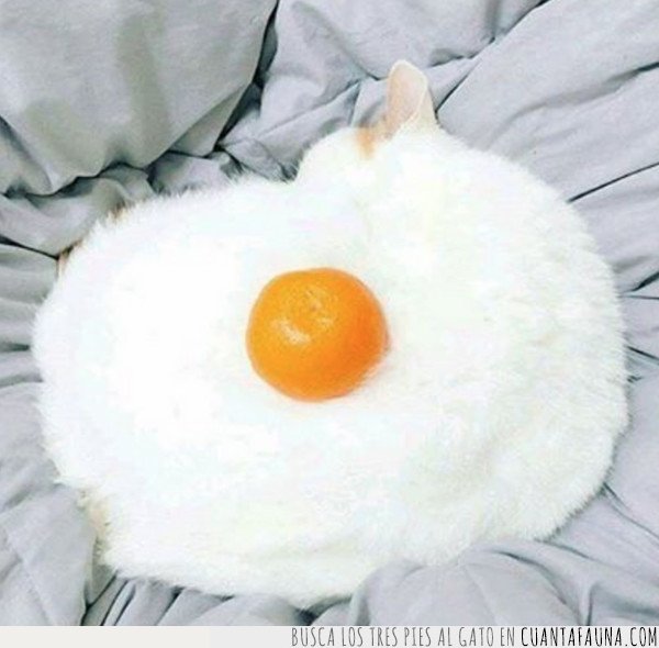 gato,huevo