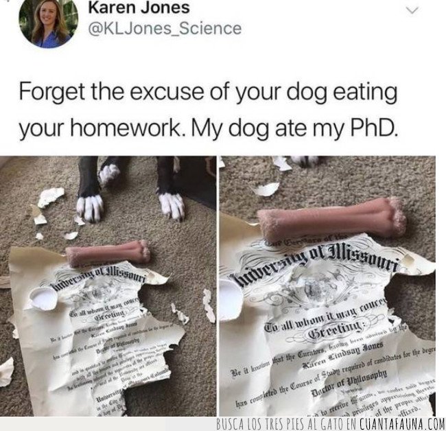 perro,comer