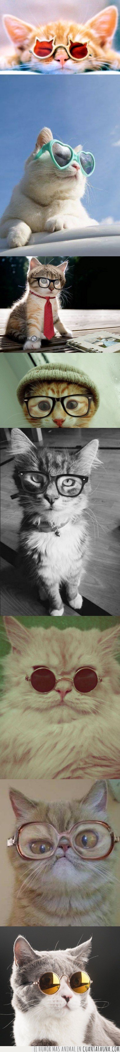 gafas,gato